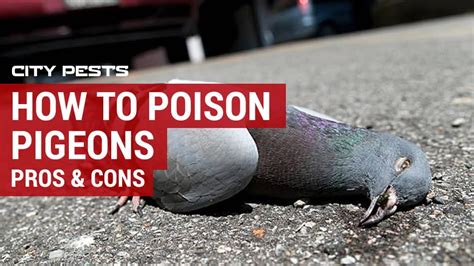 No Result. . How to use antifreeze to kill pigeons